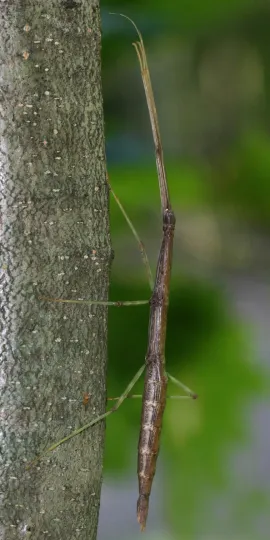 Northern walking stick