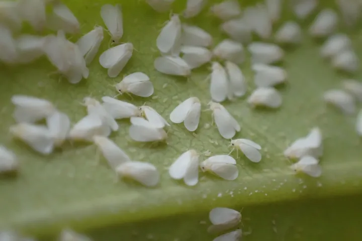 Rhododendron whitefly