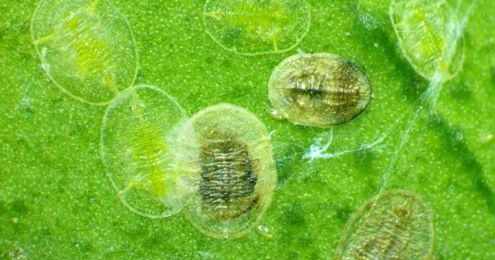 Citrus whitefly