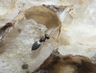 Dibrachys