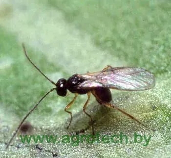 Diglyphus