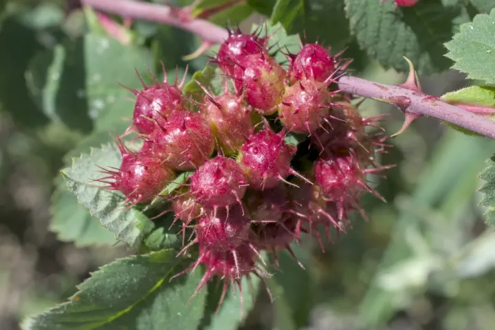 Rose gall wasp