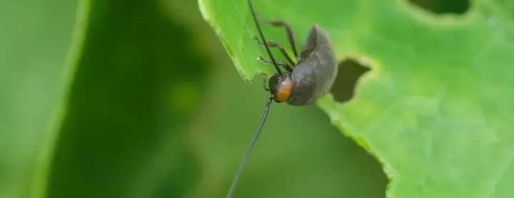 Diploptera cockroach