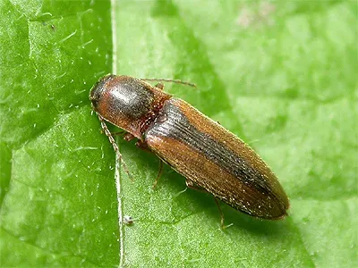 Dalopius marginatus