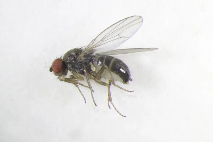 Drosophila subobscura