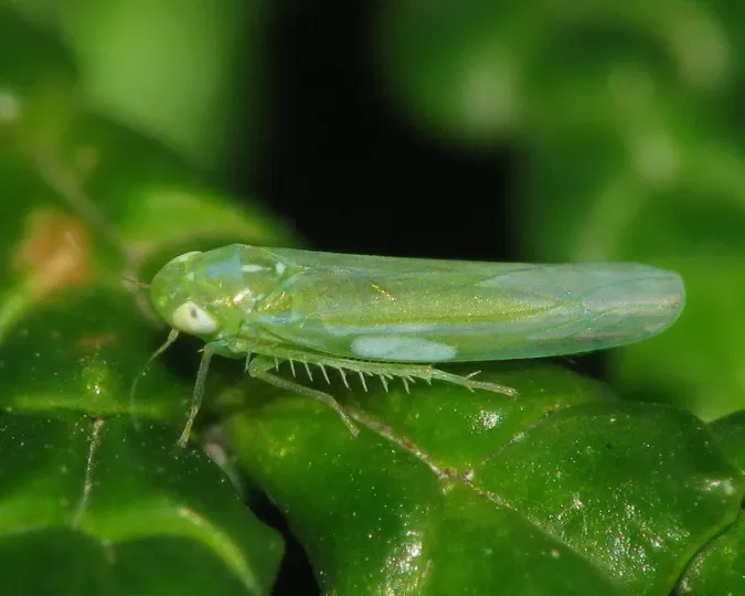 Grape leafhopper