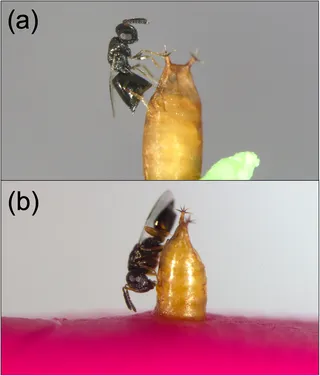 Pachycrepoideus vindemmiae