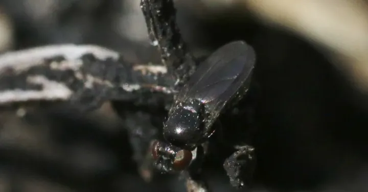 Shore fly