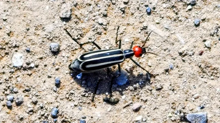 Epicauta latitarsis