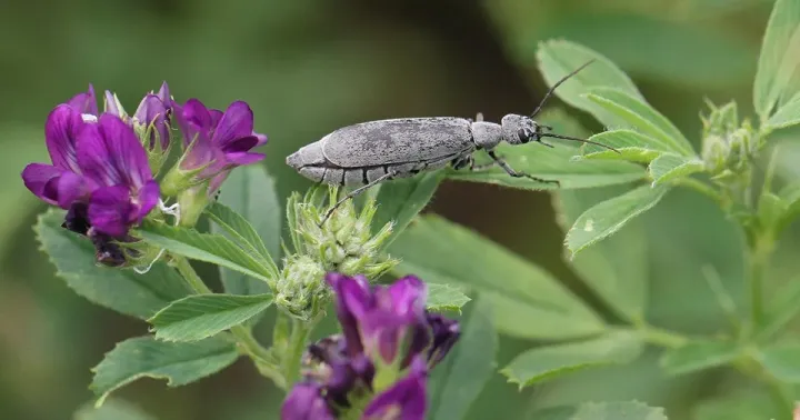 Spotted blister beetle