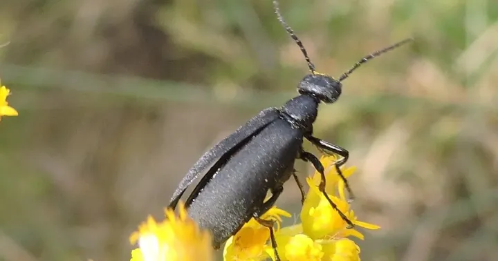 Black blister beetle