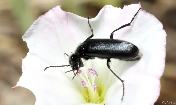 Нарывник точечноспинный