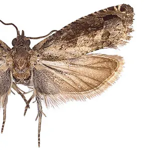 Soybean shoot borer