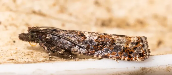 Grey larch tortrix