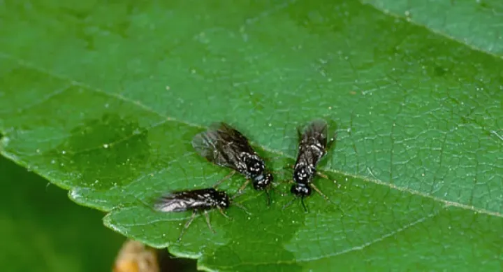 Roseslug sawfly