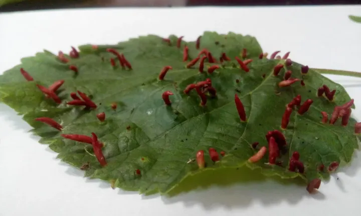 Липовий повстяний кліщ