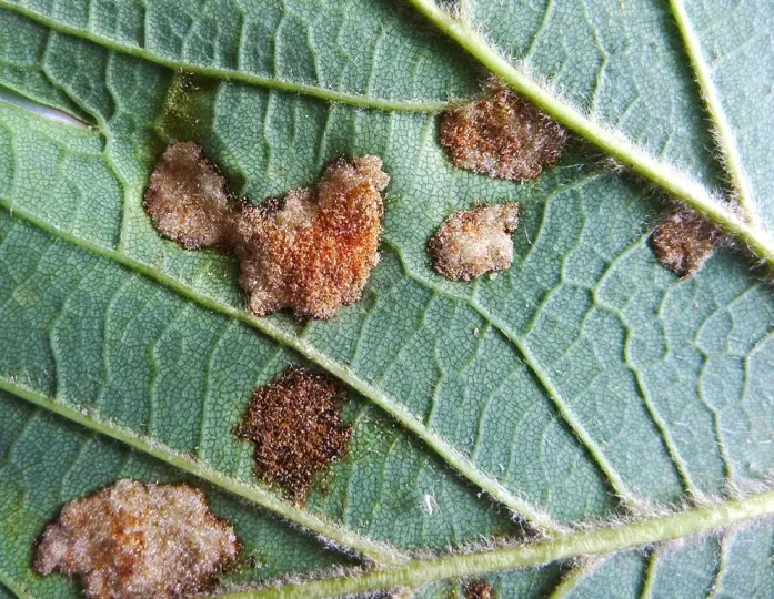 Sycamore gall mite