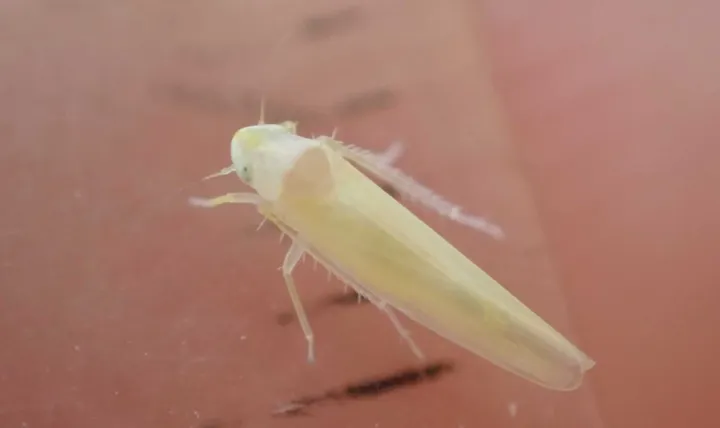 Alder leafhopper
