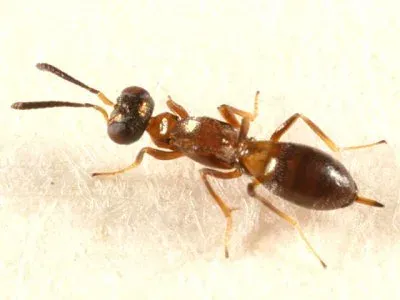 Eupelmus xiphidii