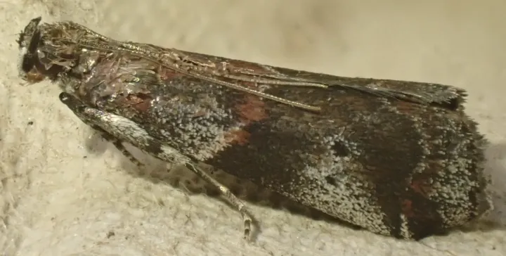 Plum fruit moth