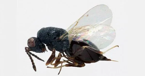 Tetramesa brevicollis