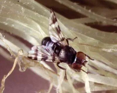 Argentine corn fly