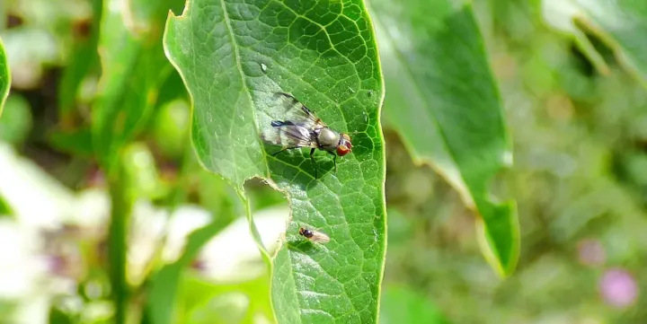 Euxesta eluta