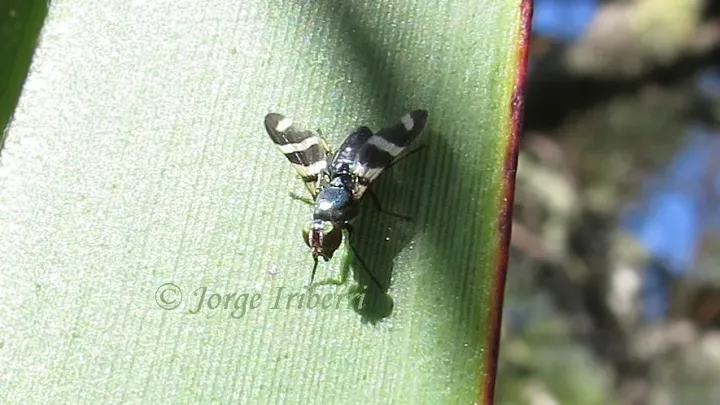 Corn silk fly