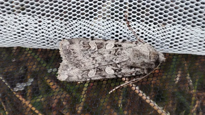 Conspicuous cutworm