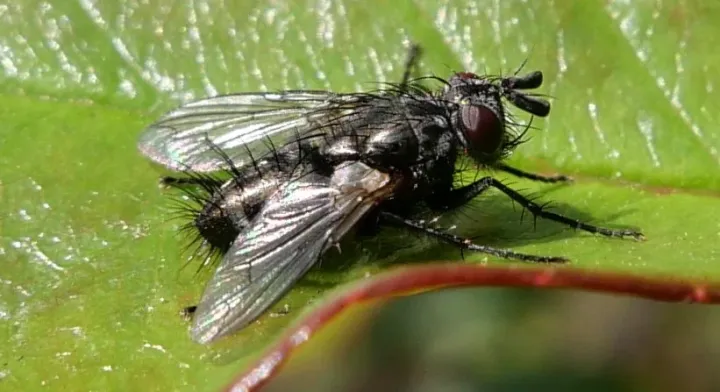 Тахина Exorista libatrix