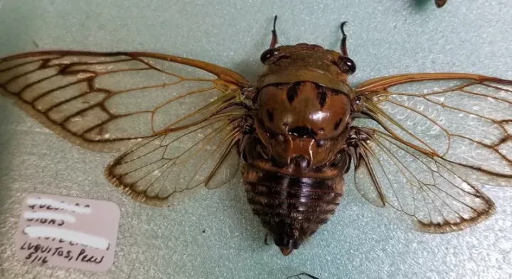 Cicada Fidicina picea