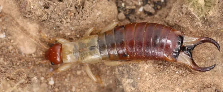 Southern earwig