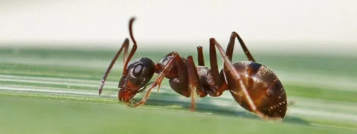 Ants