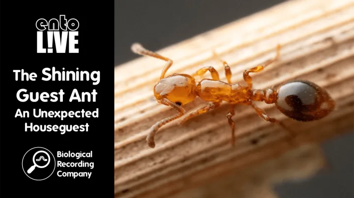 Guest ant