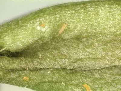 Florida flower thrips