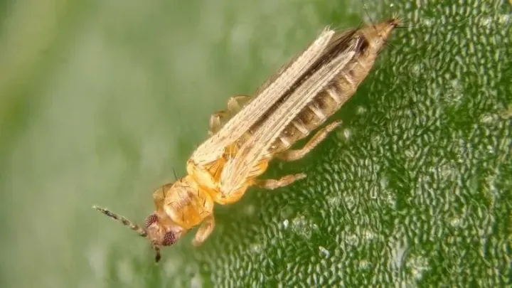 Western flower thrips