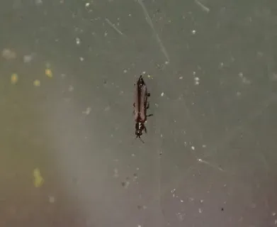 Tomato thrips