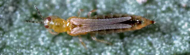 Corn thrips