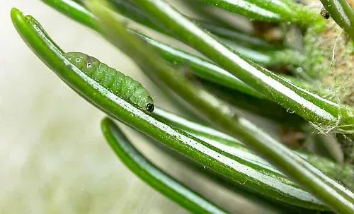 Fundella