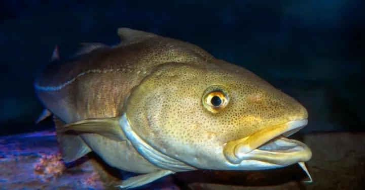 Atlantic cod