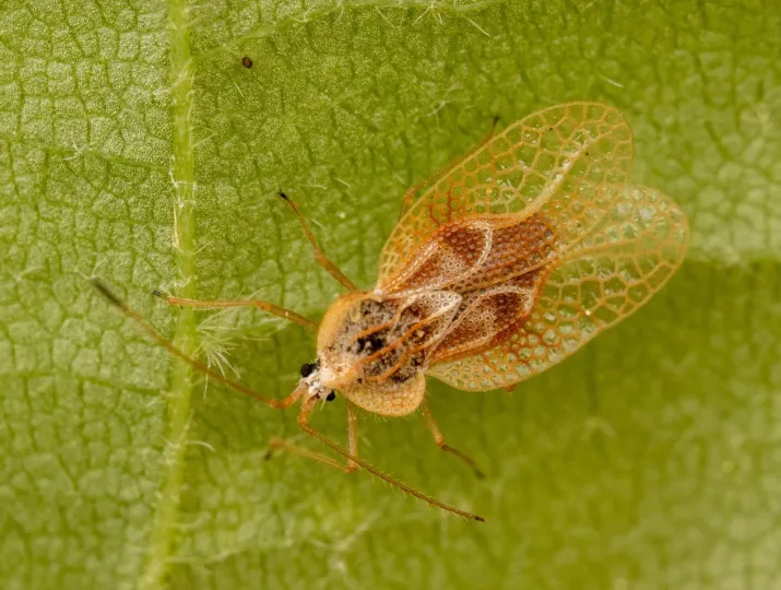 Gargaphia tiliae