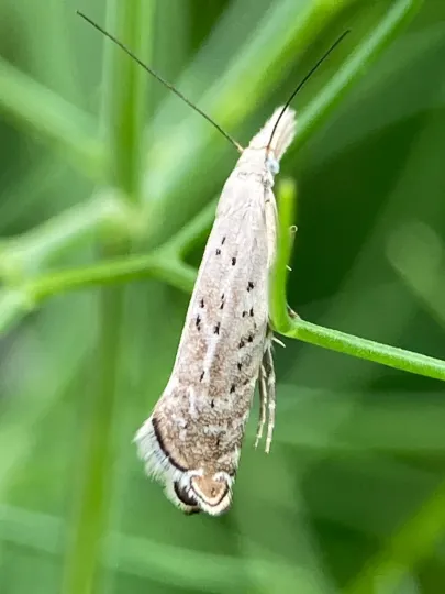 New Zealand flax moth