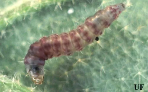 Tomato pinworm