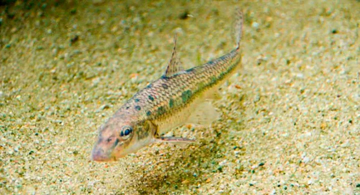 Gudgeon