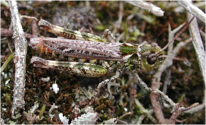 Mottled grasshopper