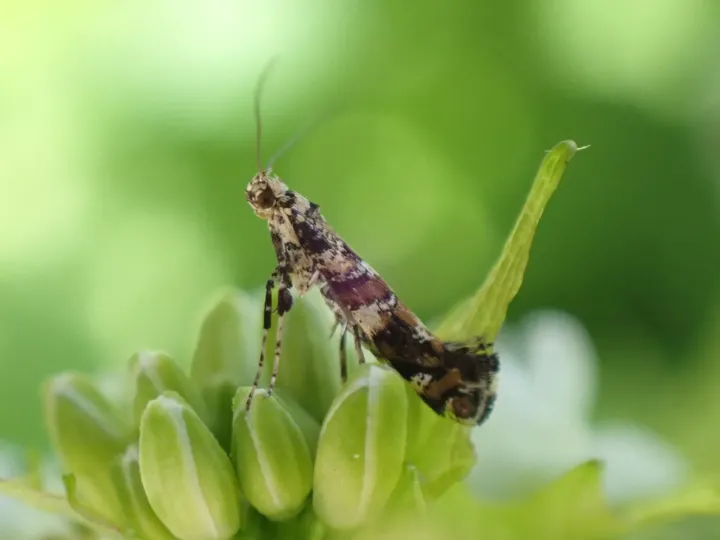 Lilac leafminer