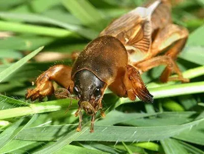 African mole cricket