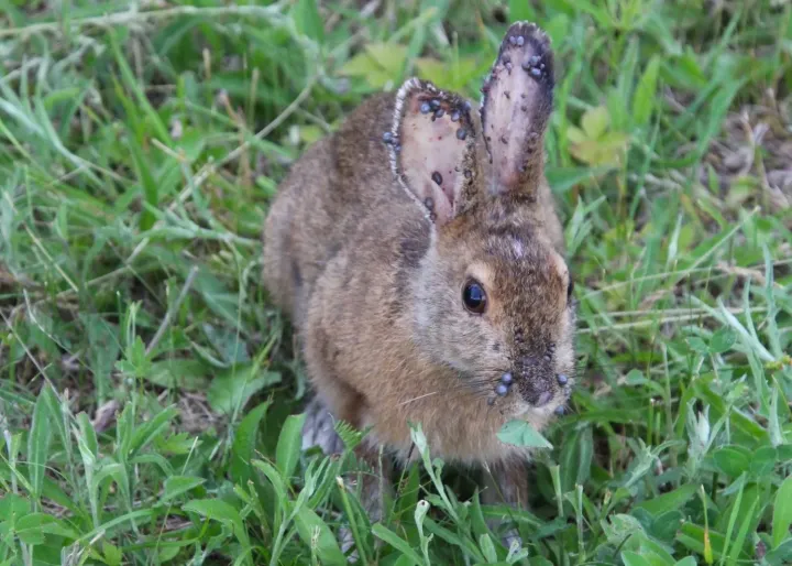 Rabbit tick