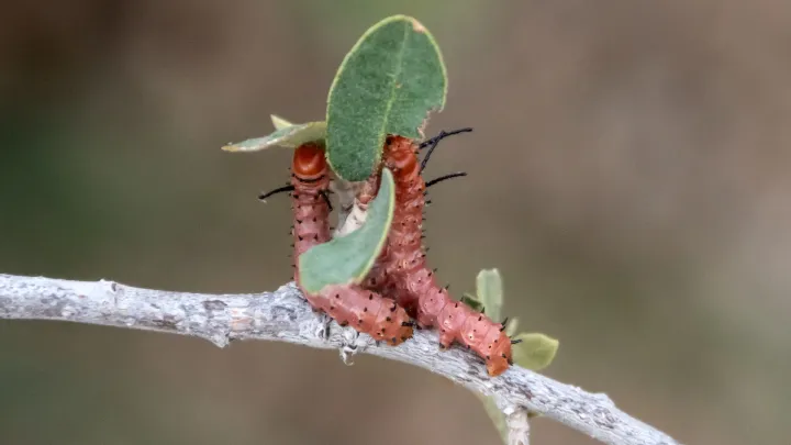 Lophocampa ingens