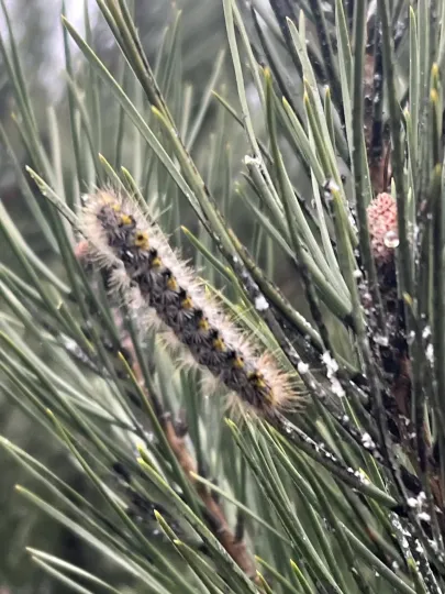 Lophocampa sobrina